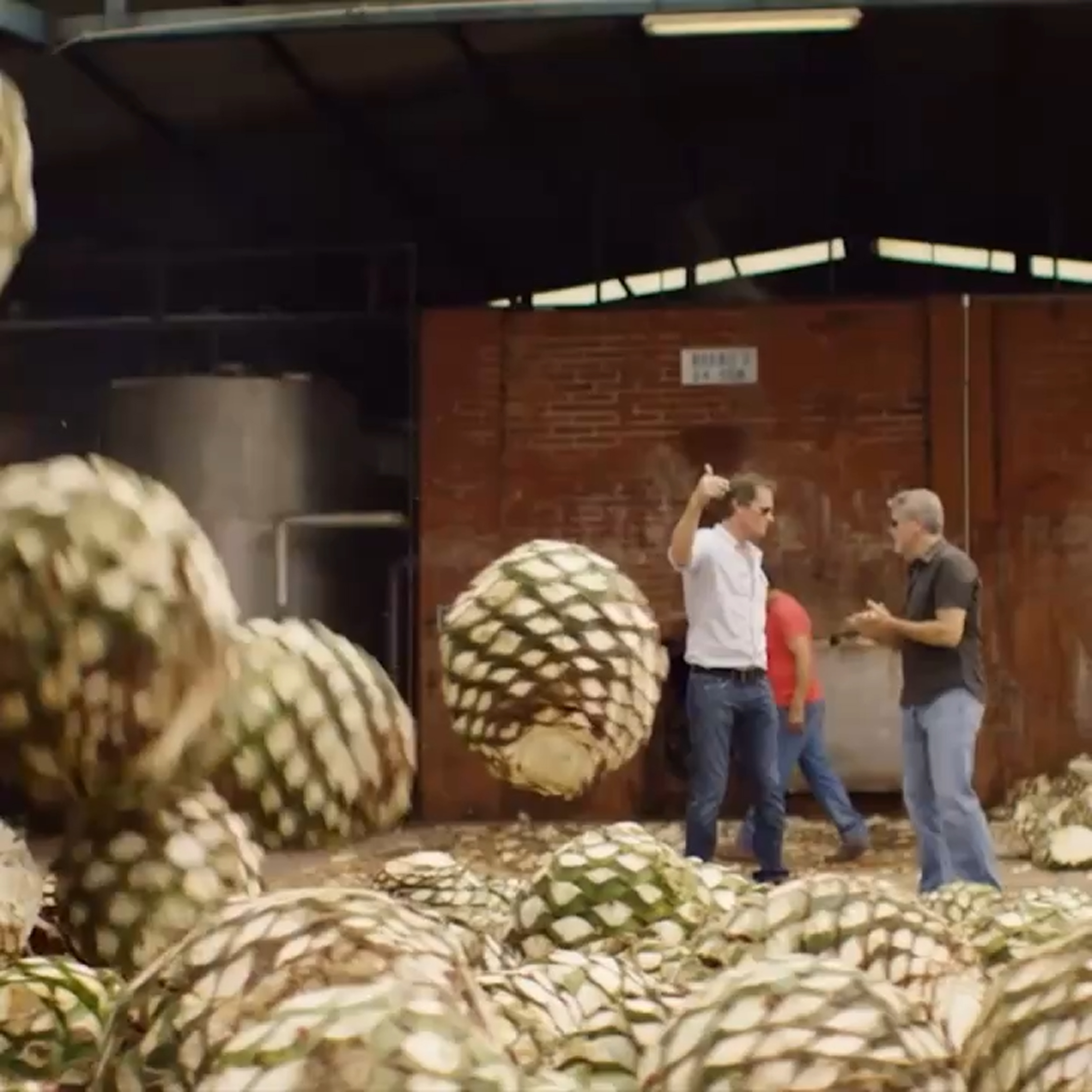 blue weber agave in a warehouse with workers talking